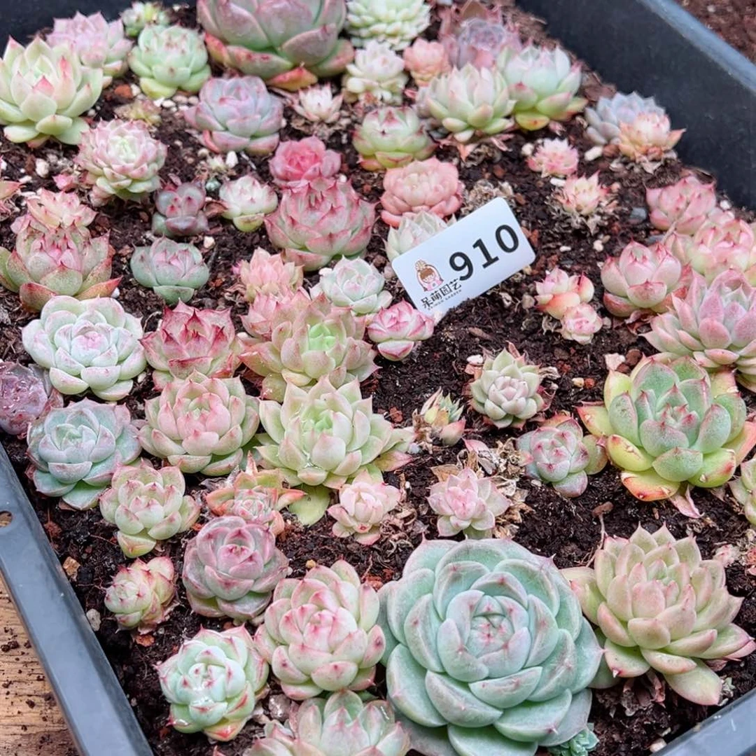 多肉植物多肉植物