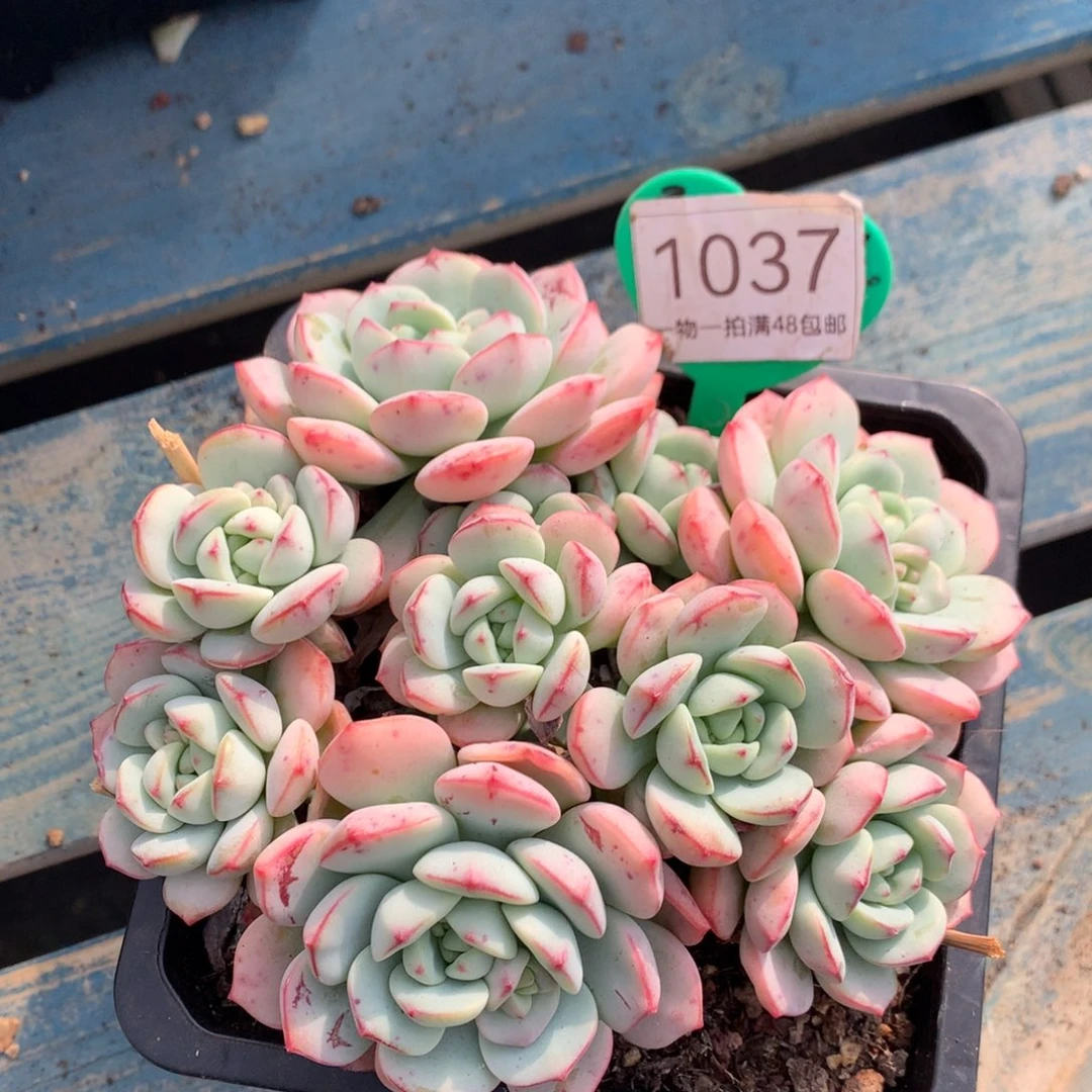 香草老桩无砍平头1037