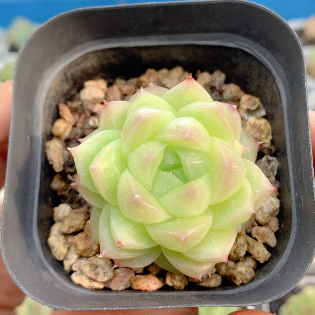 58包邮  群生不包整13