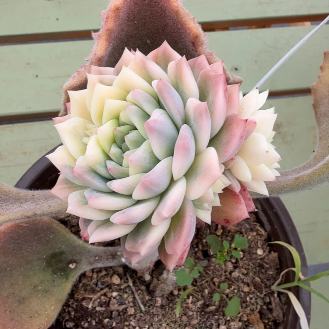 新品杂锦上园艺一物一拍