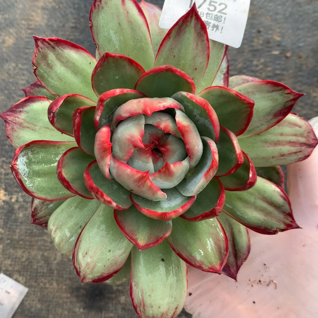 1752号多肉植物16