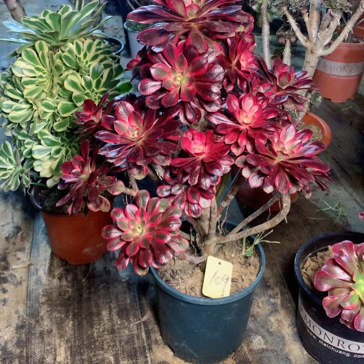 109丽娜多肉一物一拍～