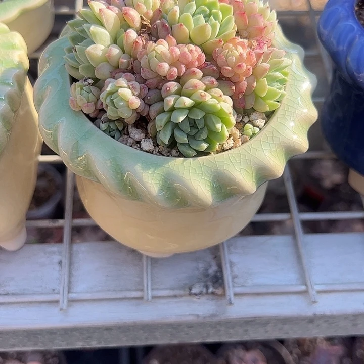 暖***暖羊脂球带盆多肉植物精品