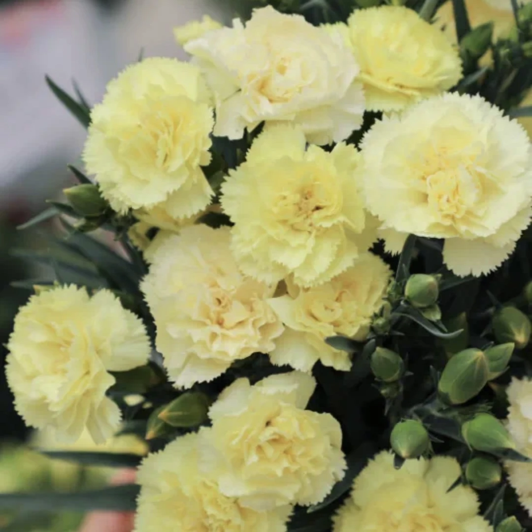 【奶油黄绿色·康乃馨】超级好养四季开花