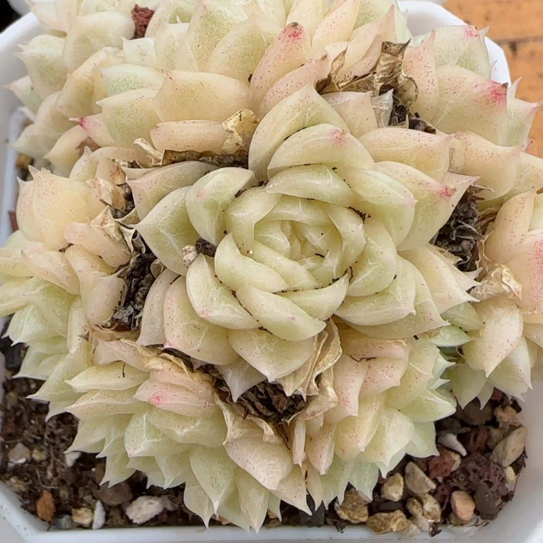 花语逸镜0208-409