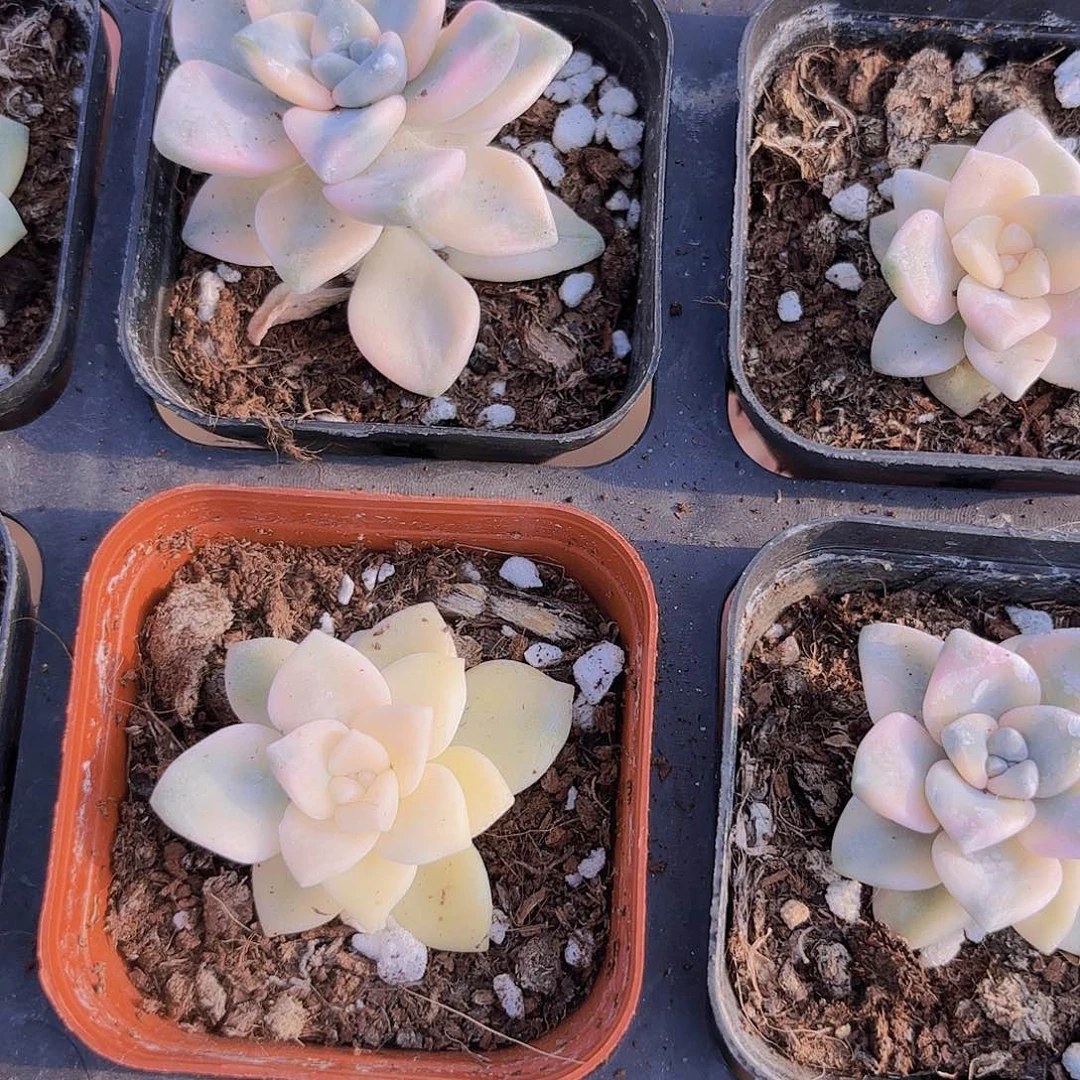 精品美杏锦多肉植物