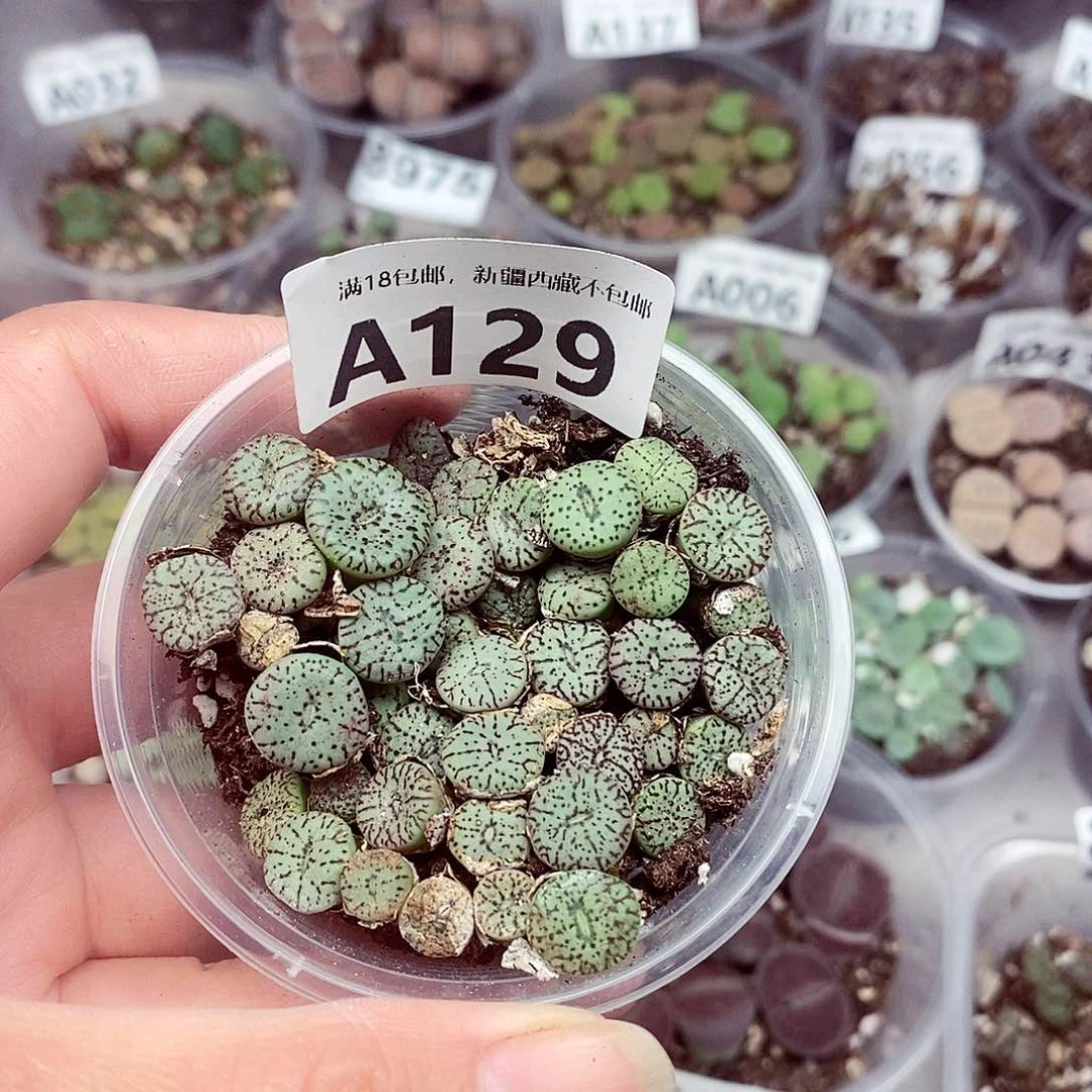 129啦咯啦咯啦咯嘛