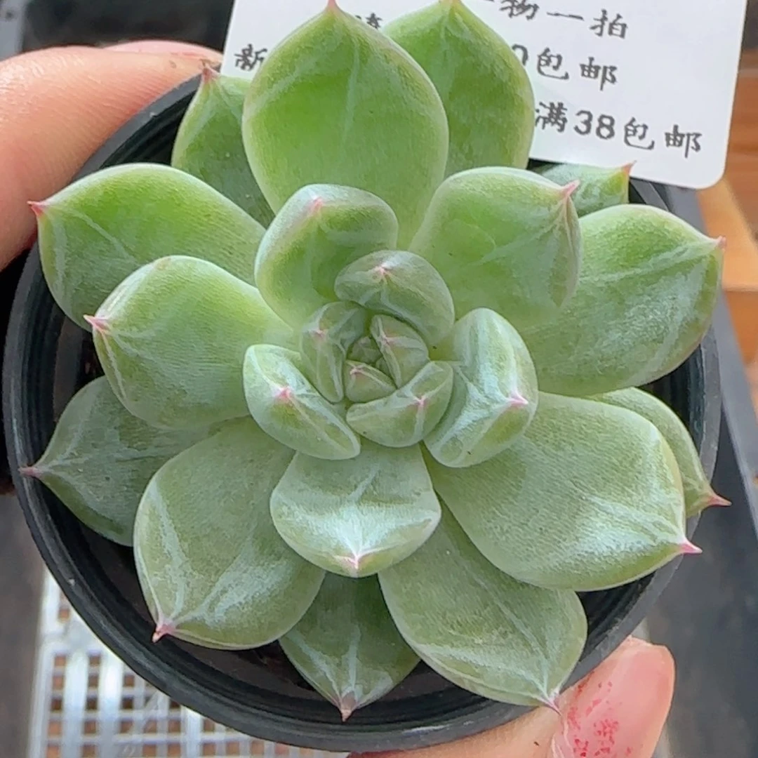 0615-194雪花珍妮