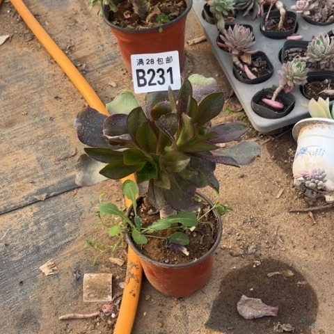 231无毒不包断枝