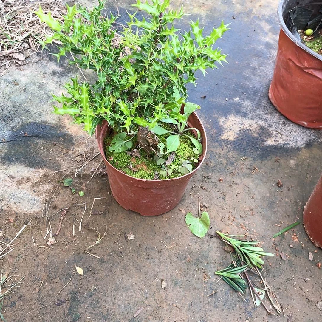 随***然无花朵构骨盆景50盆景