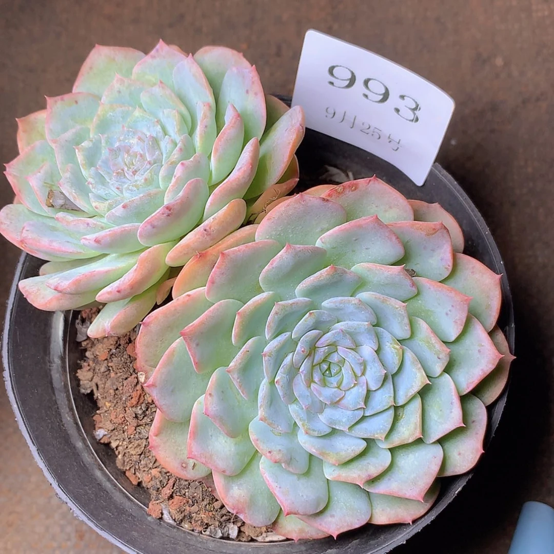 【闪购商品】云993号冰丝