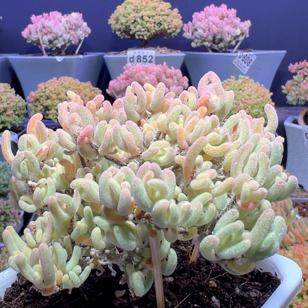 d881精控老桩橙叶锦冠幅8cm