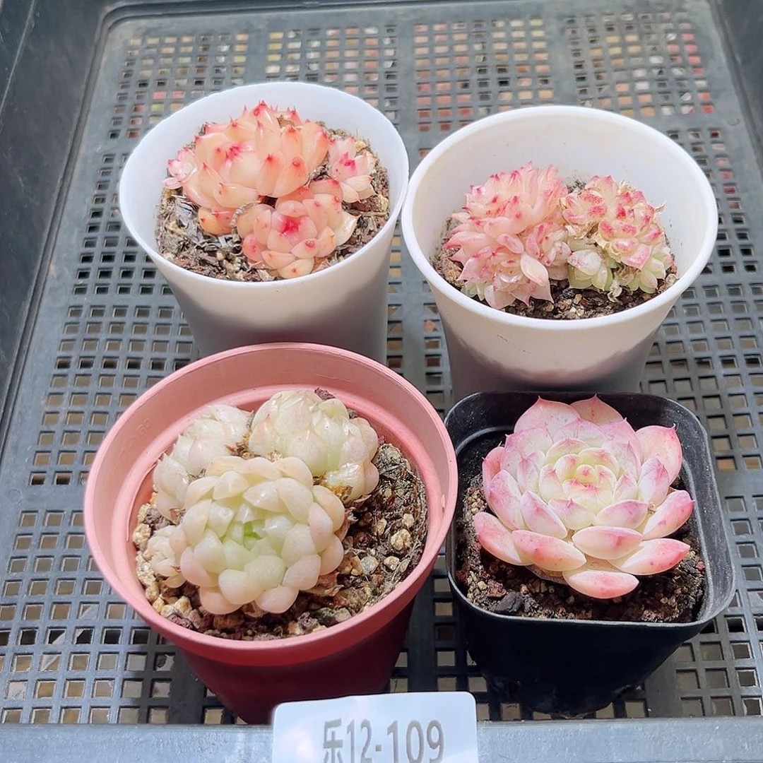 乐12-109 框拍4颗