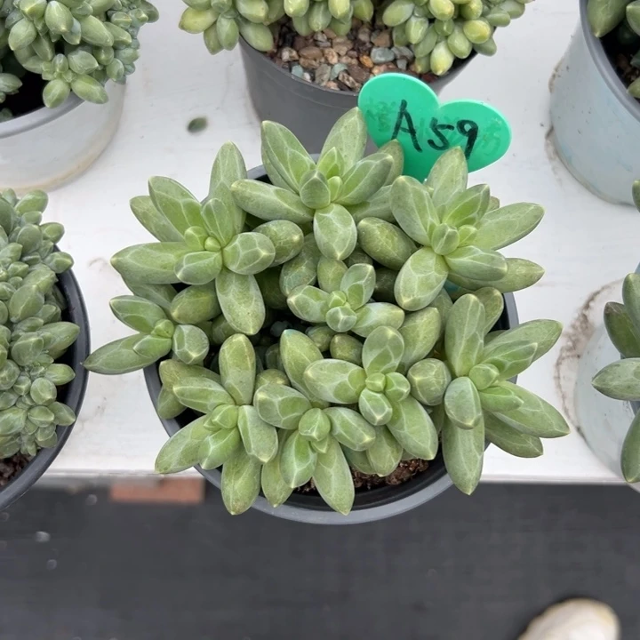 小***刘多肉植物一物一拍