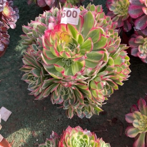 600海王手捧多肉，