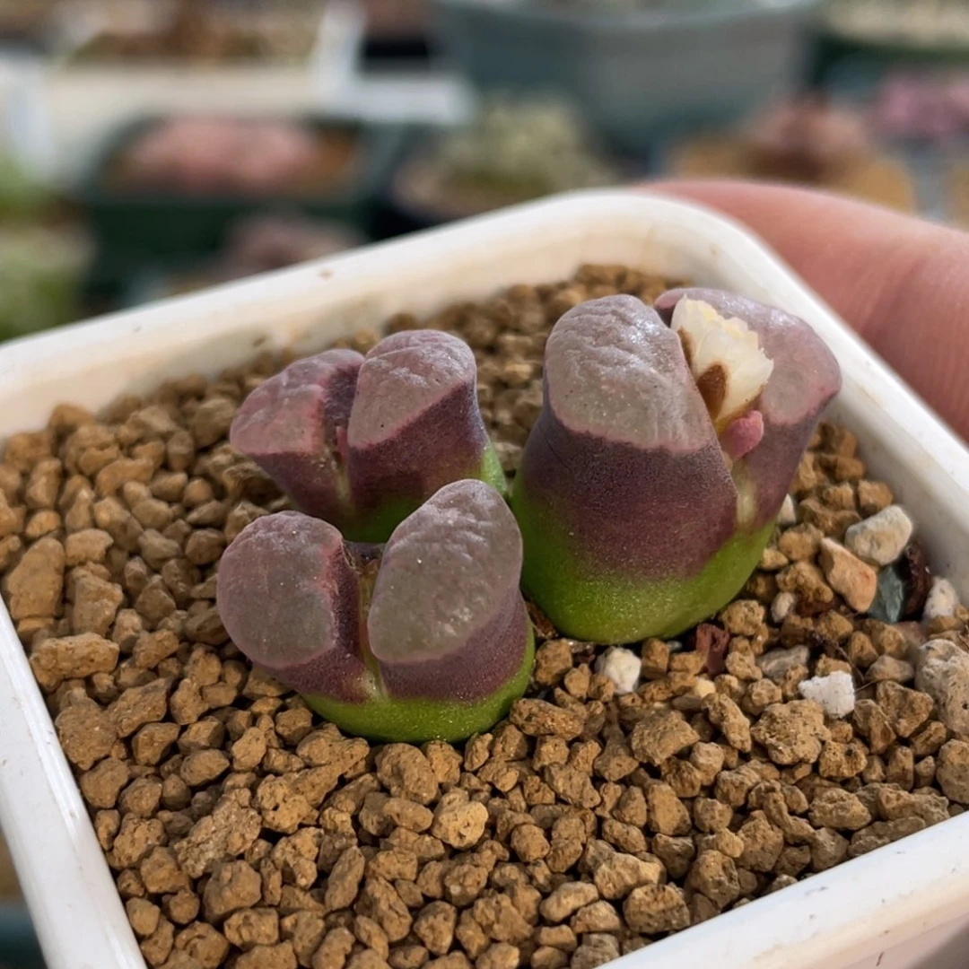 紫体粉窗磁铁植物一物一拍