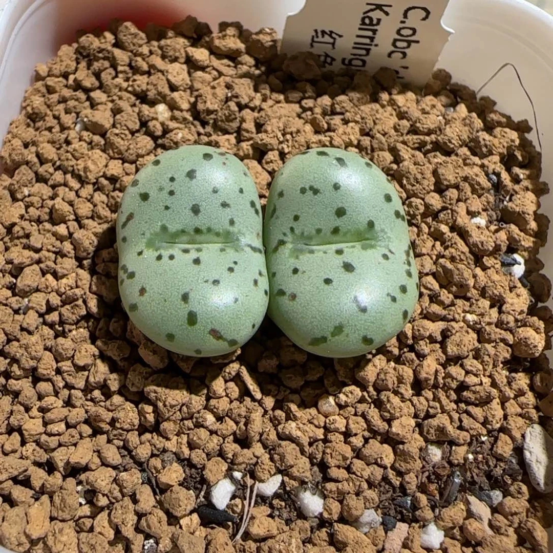 肉锥多肉植物组合-荷叶879