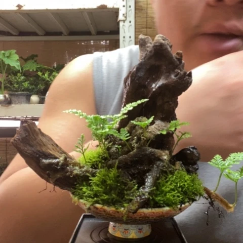 红陶一物一拍所见即所得40