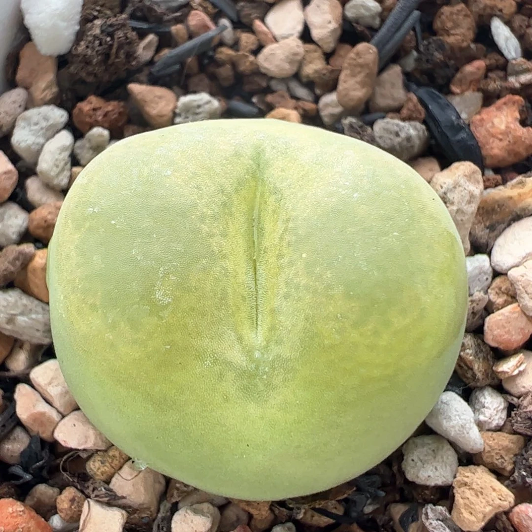 728多肉植物百科