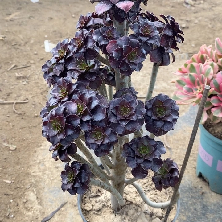 黑法多肉植物36。