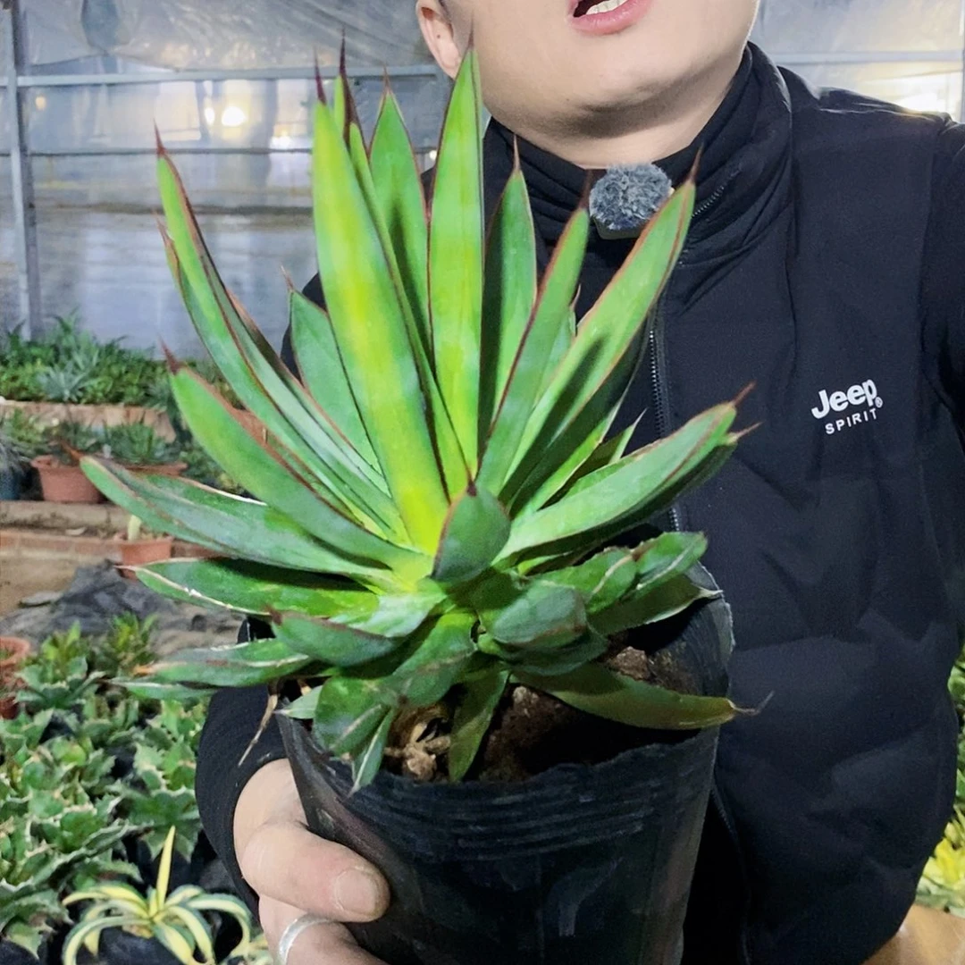 泷雷龙舌兰冠幅18厘米左右