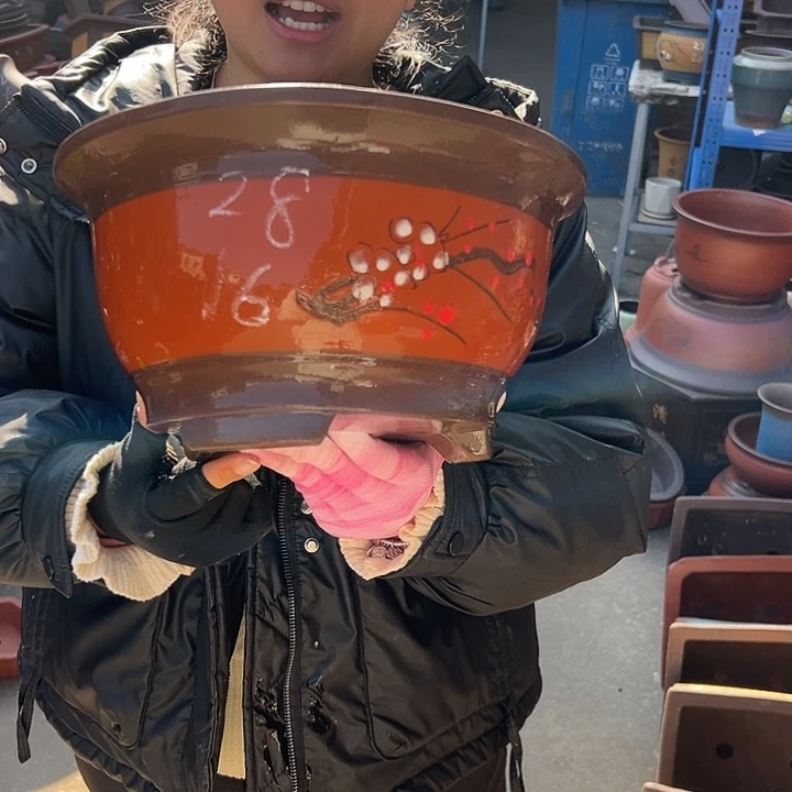 红富贵点菜大花盆花盆花盆