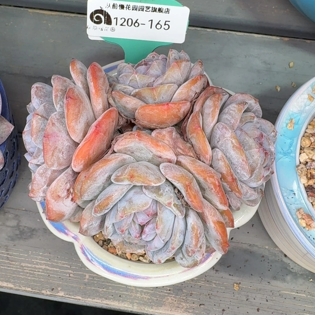 从前慢花园多肉编号1206.165