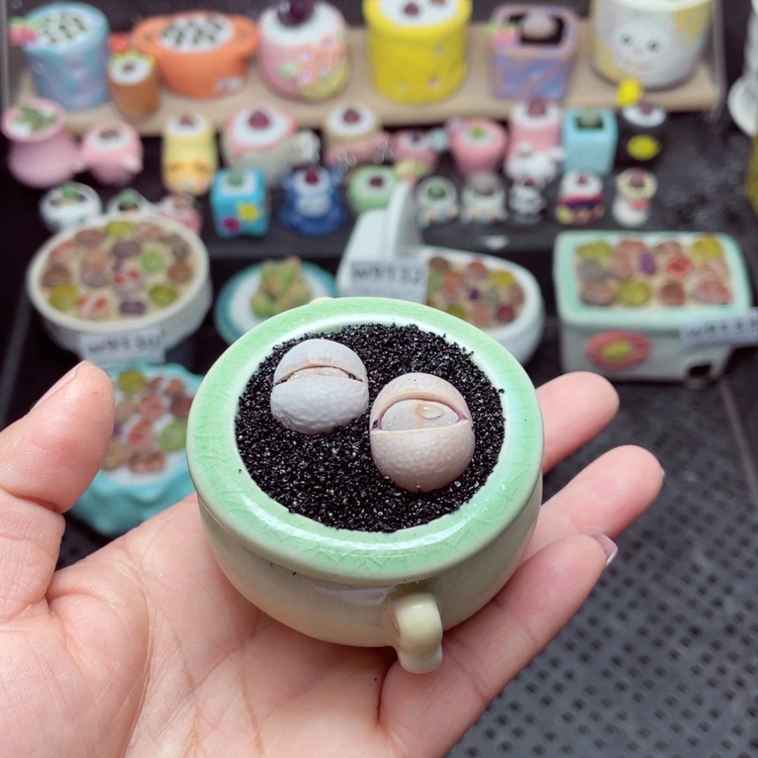 w9137 -零下地区拍保温箱-15支持寄养