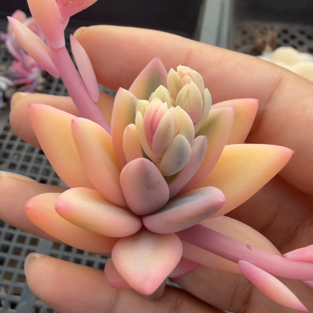蜜桃啵啵锦花剑一根