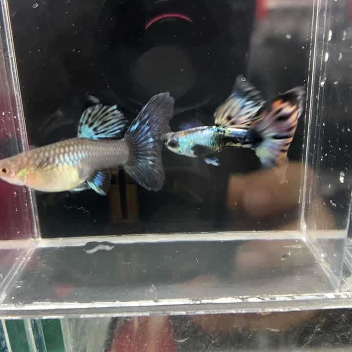 孔雀鱼圣罗兰一对