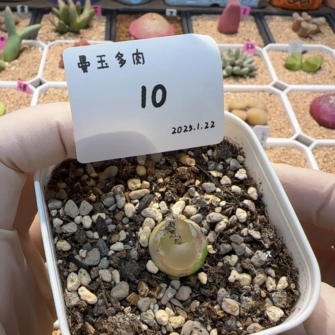 叼*多肉多肉多肉1.22-010