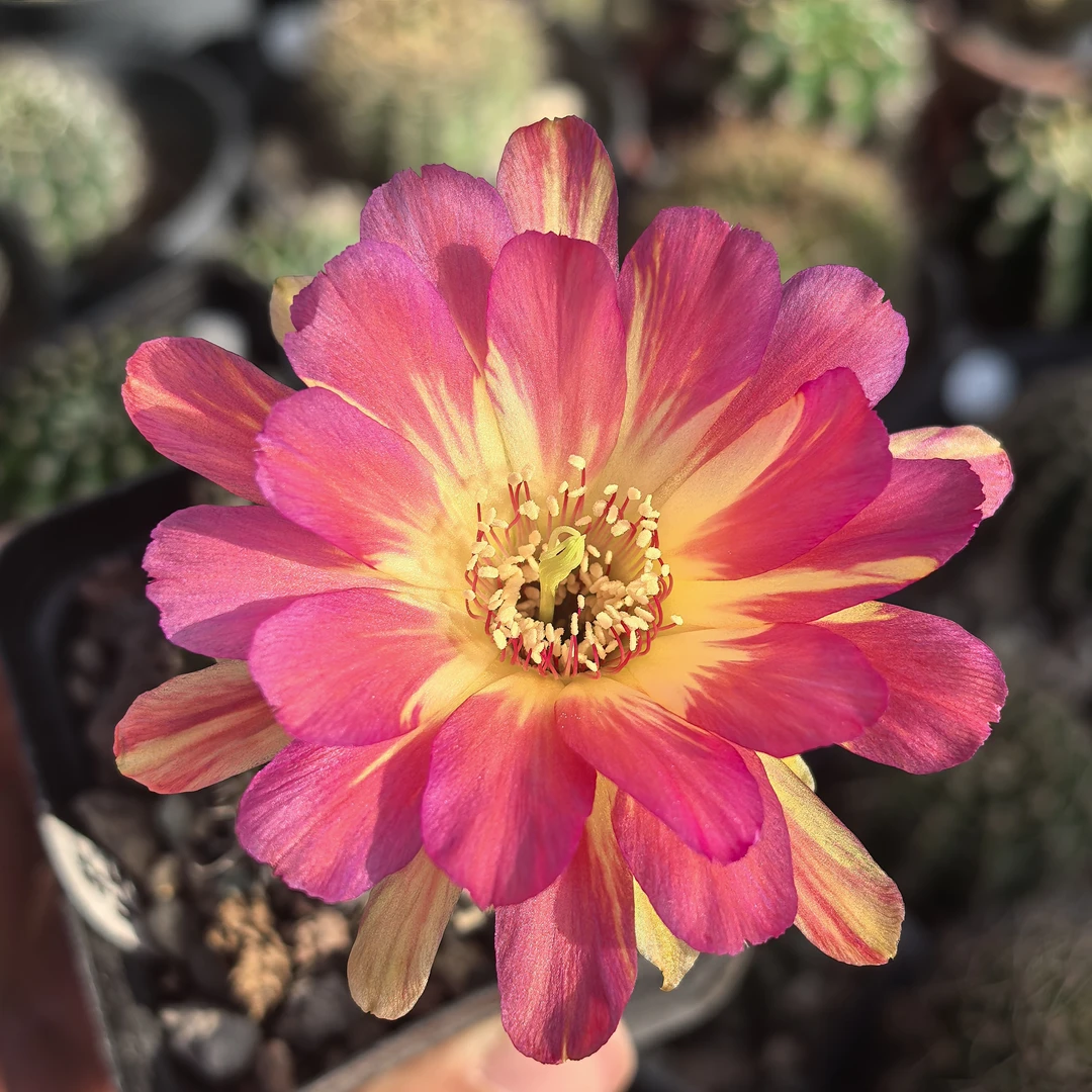 45号丽花仙人球好养勤花开花机器仙人掌阳台办公桌绿植