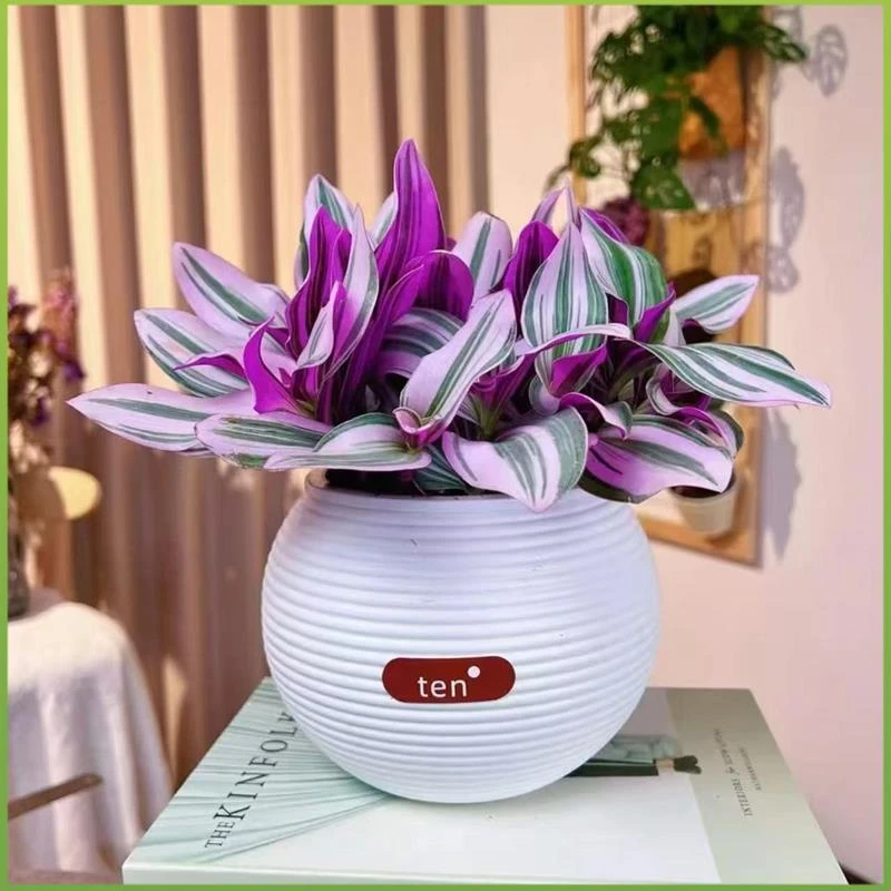 油画吊兰彩色垂吊室内盆栽办公室阳台吸甲醛可水培可扦插耐旱绿植