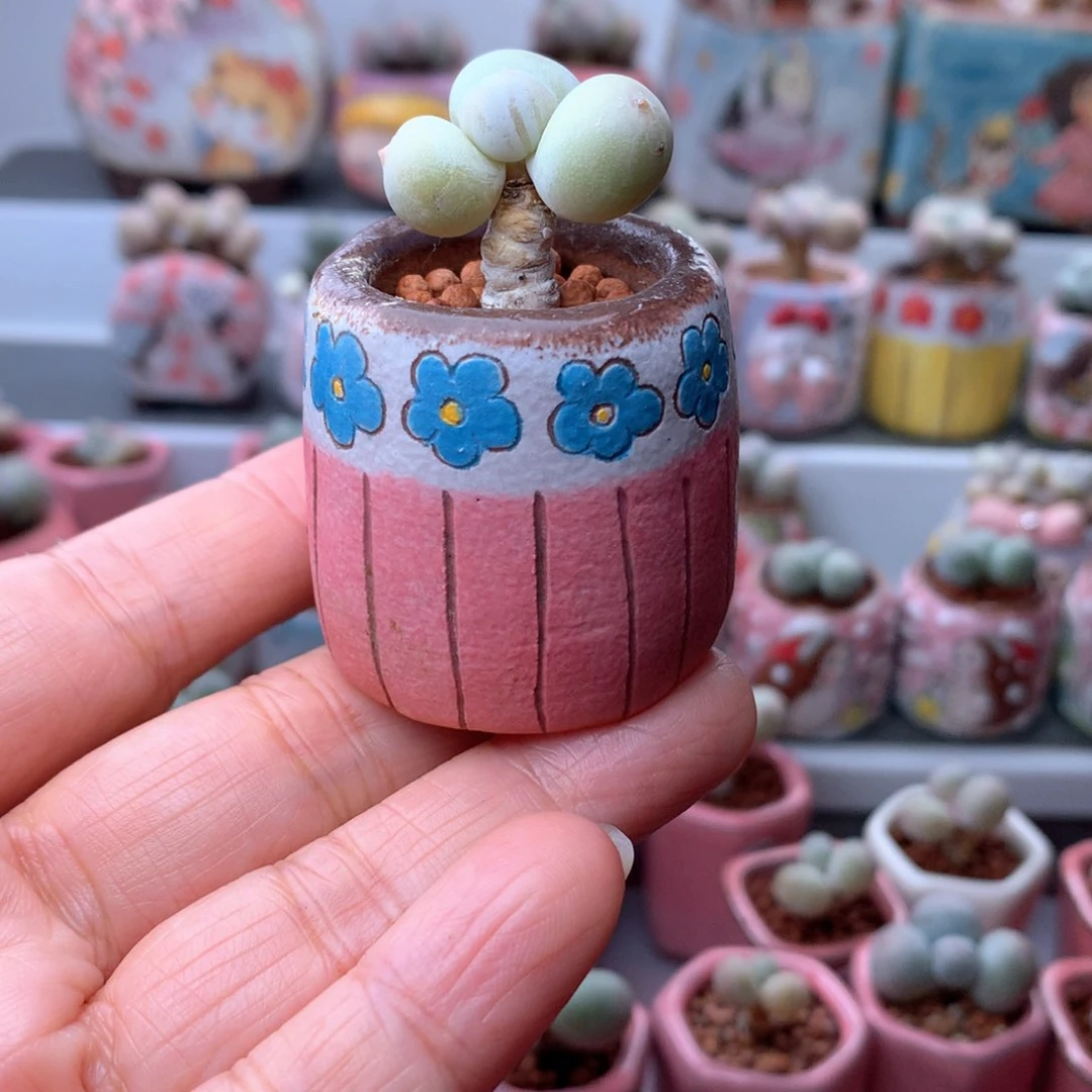 完全开放黄金奶带盆