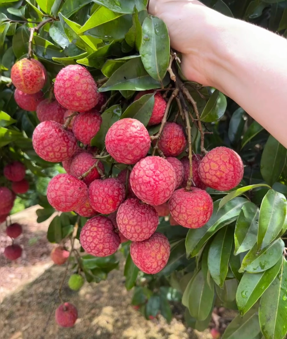 【京东冷链】正宗福建漳州玉荷包富硒荔枝新鲜上市非时令水果白糖罂