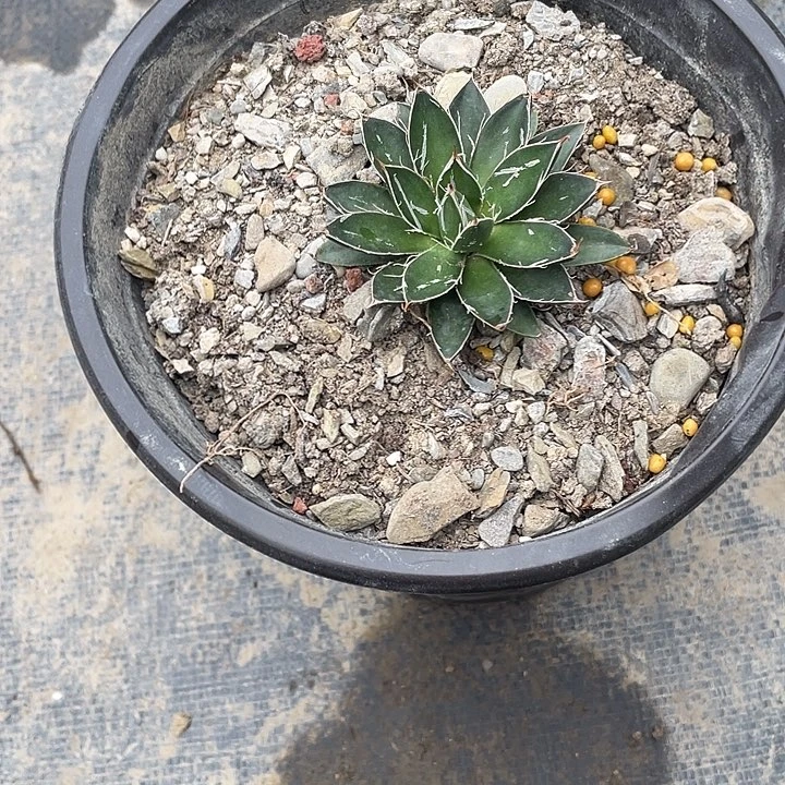 鲜***嫩无花朵龙舌兰绿色植物