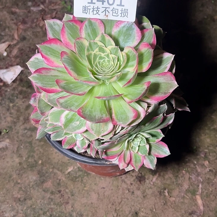 1401水蜜桃多肉植物