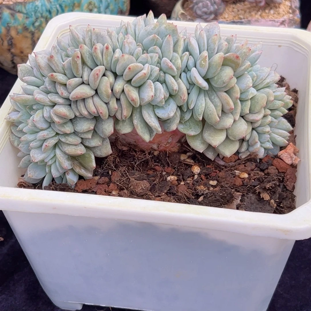 新年快乐 新年快乐