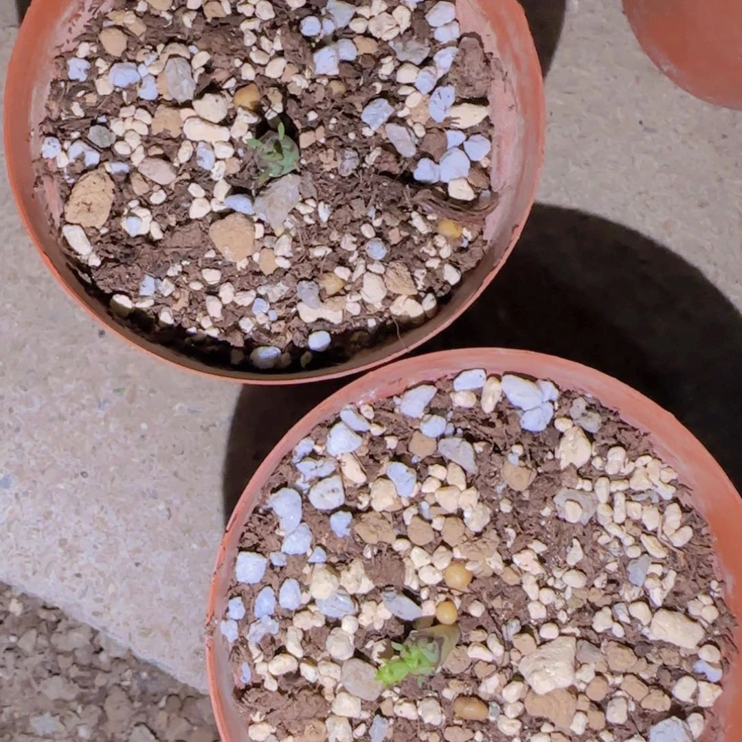 ?*迪块根植物块根植物