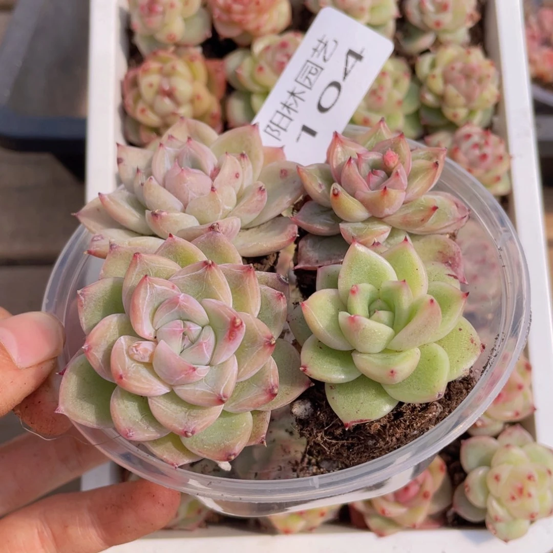 多肉植物多肉植物104