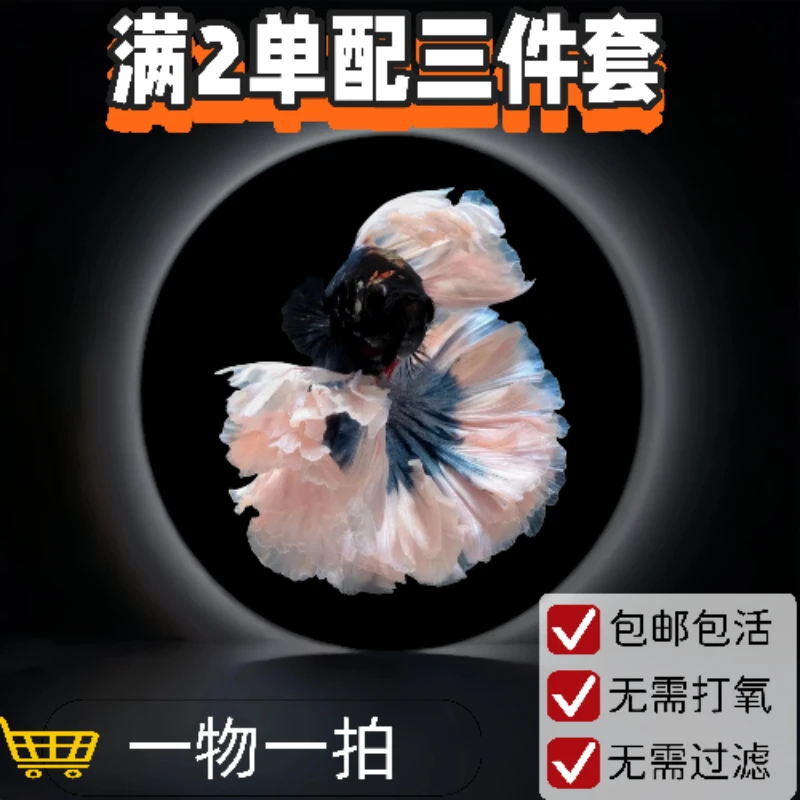 M11精品泰国小型热带淡水观赏斗鱼 好养耐活包邮包活不包损