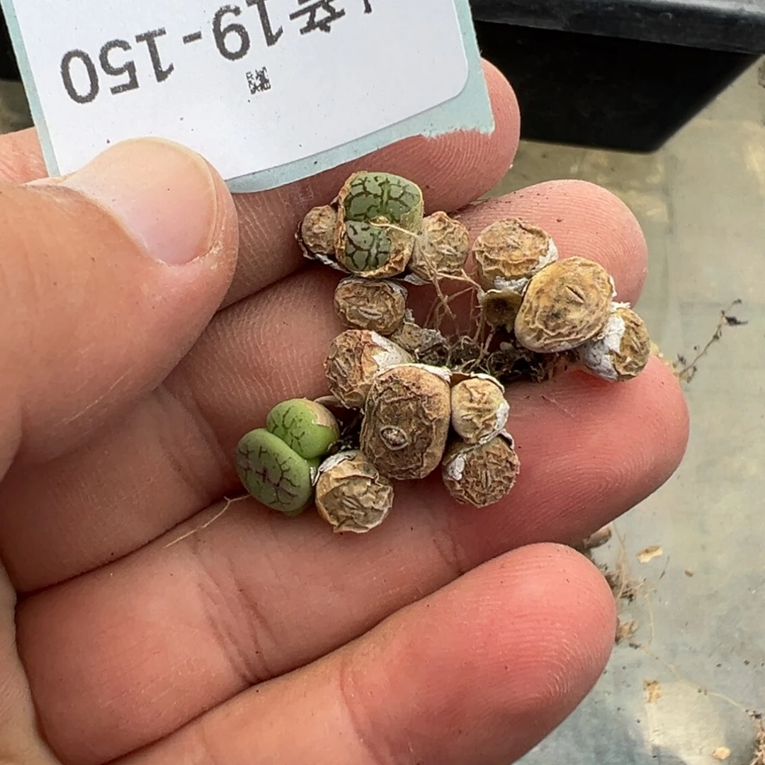 哦***吼19-150肉锥多肉植物