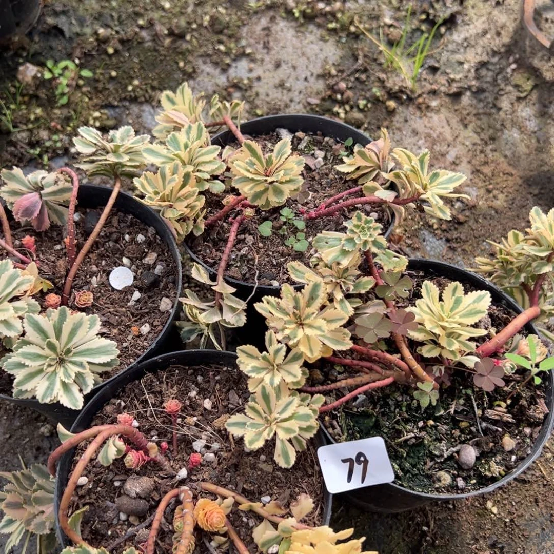 79亚特兰蒂斯4颗多肉椅子