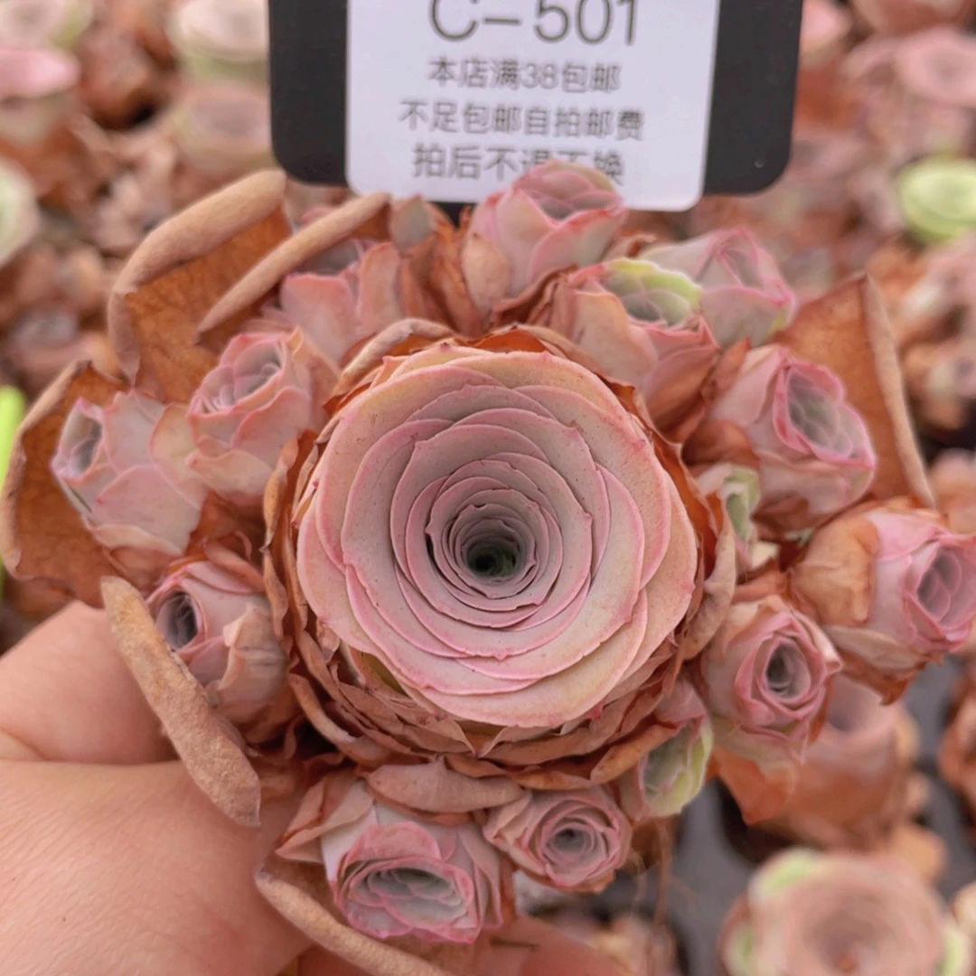 山地玫瑰C501裸根发货断枝不包损不售后