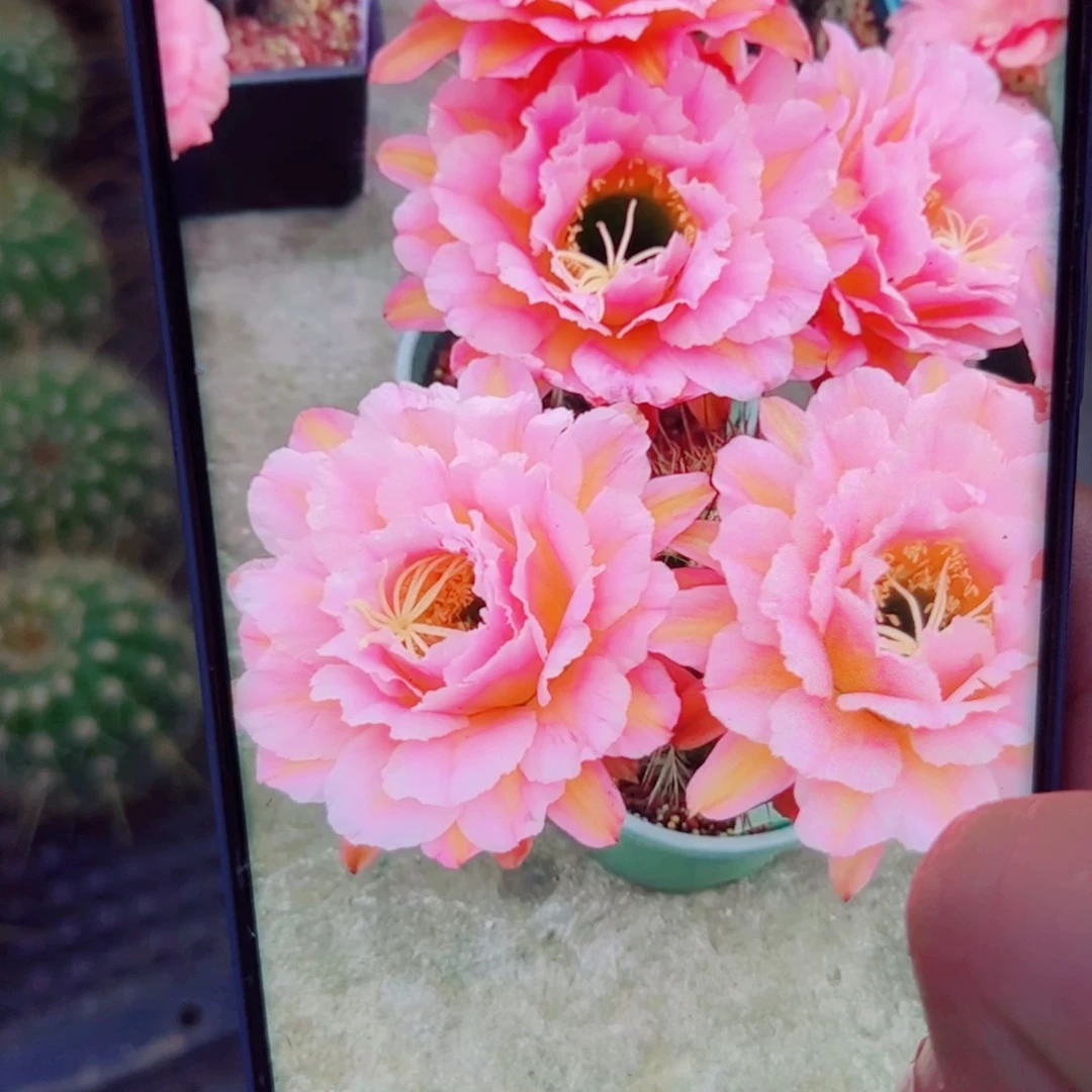 下59毛粉桃精灵歪无根侧芽4公分左右20包邮