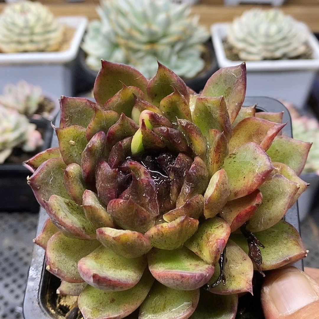 14250 黑水晶变异带锦