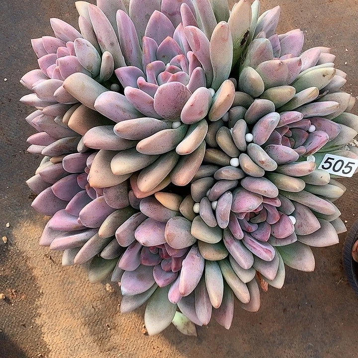 505奥普 一物一拍多肉