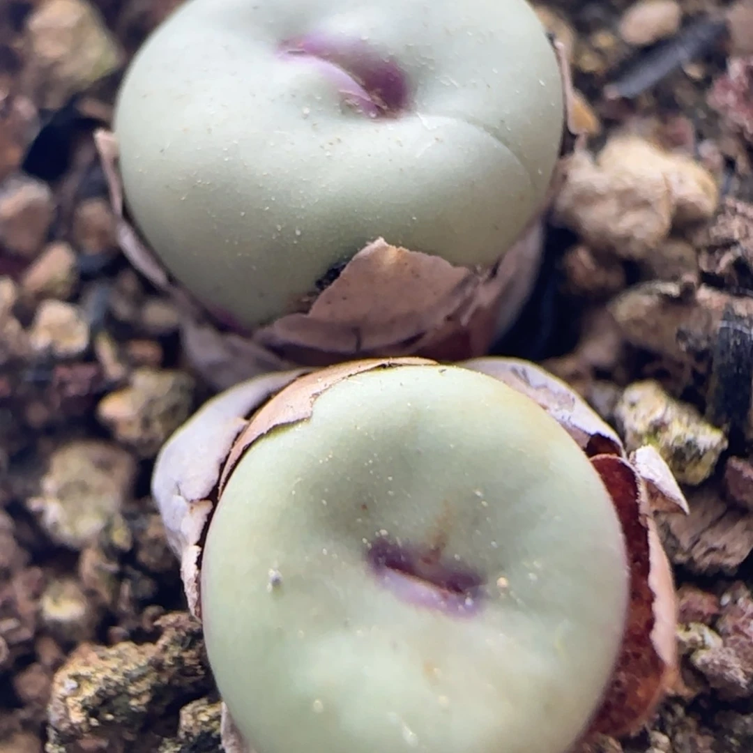 【闪购商品】21742