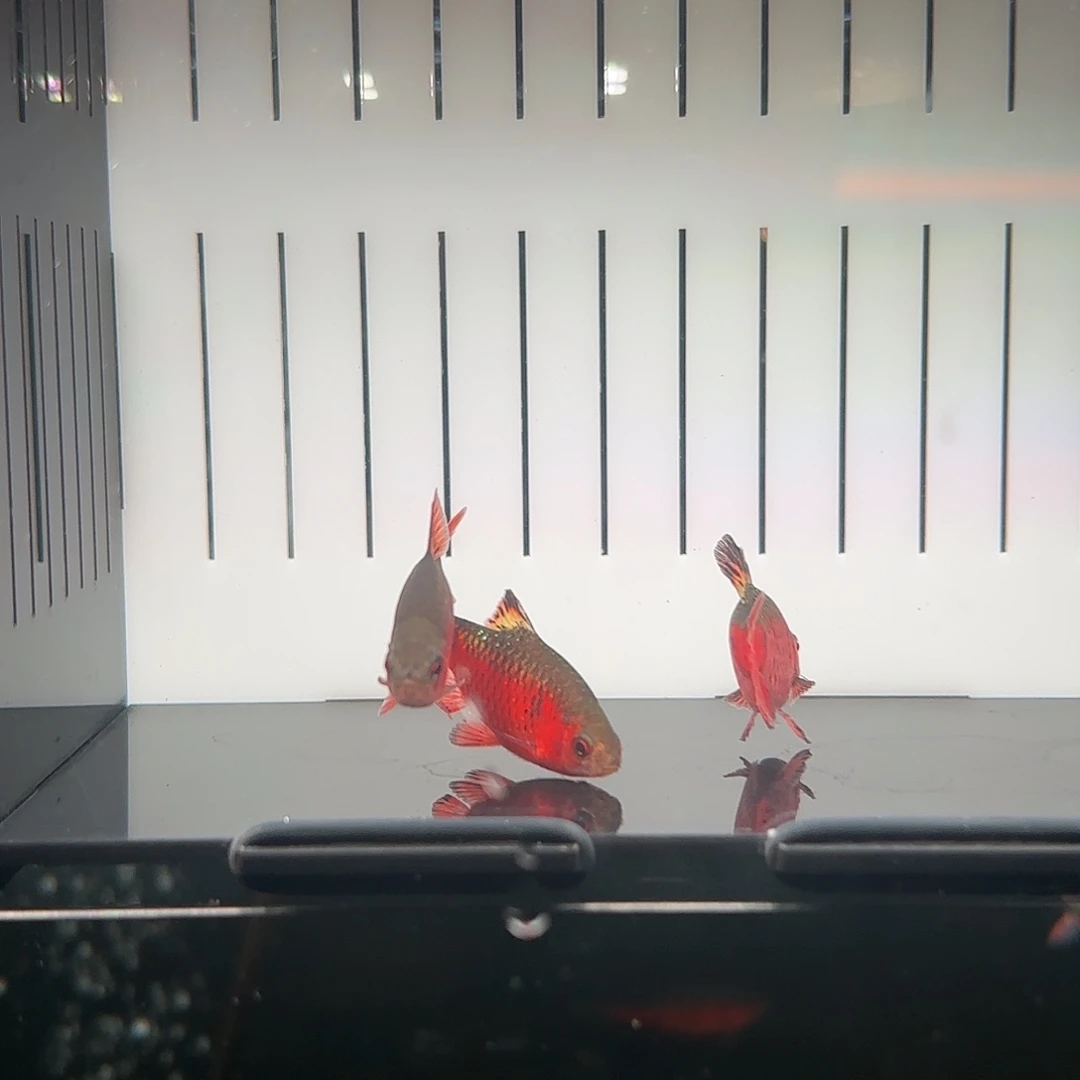 一物一拍 黑帆钻石公鱼