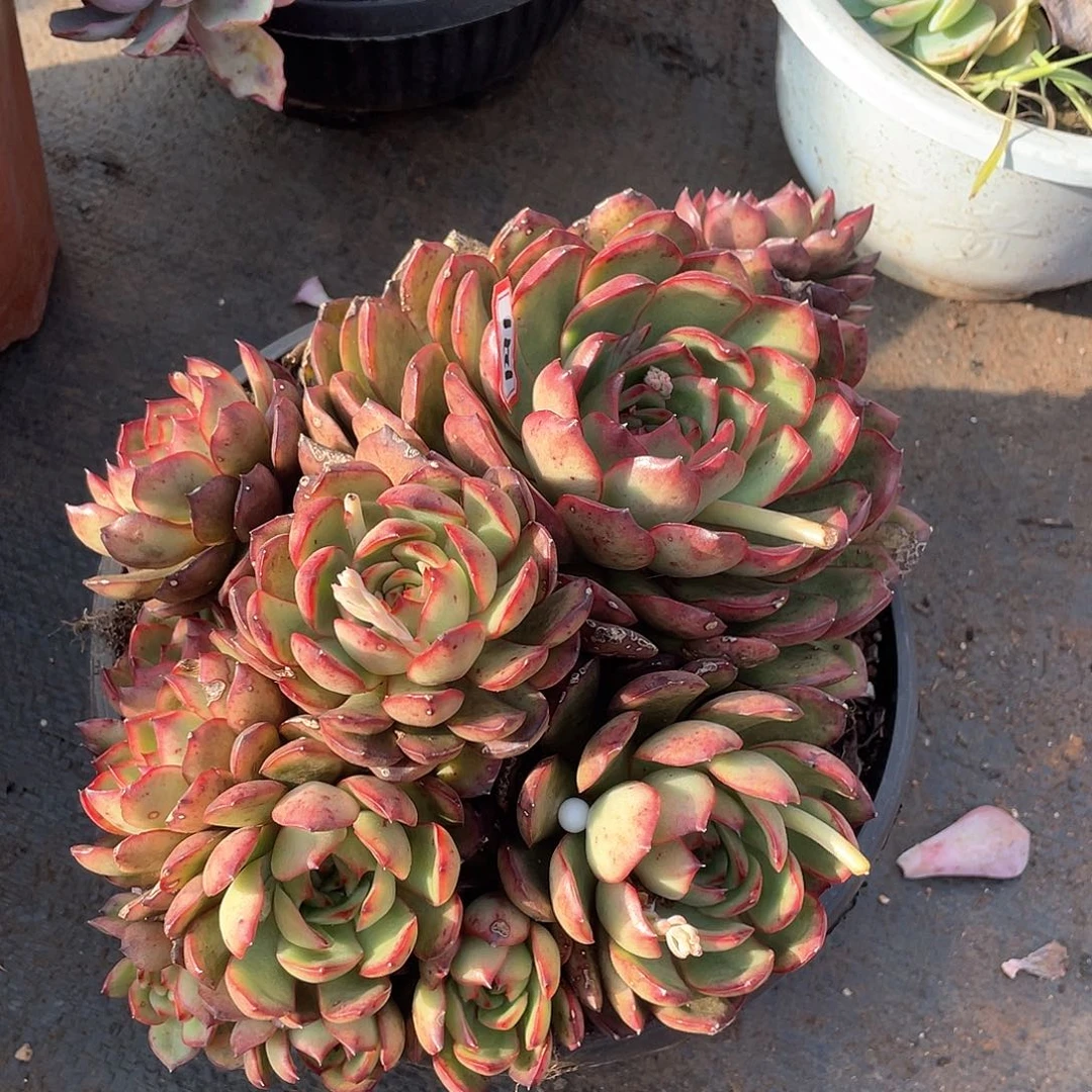 1271保利安娜一物一拍多肉